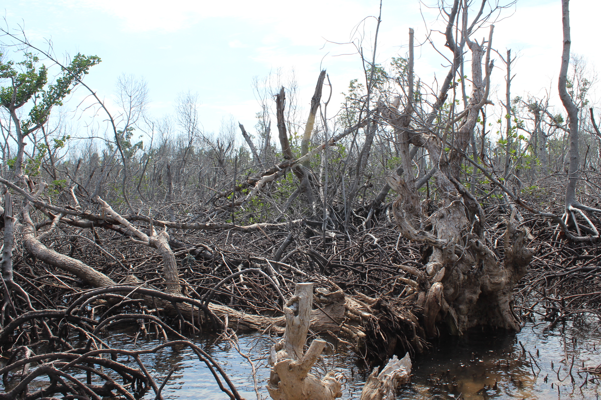 mangroves-damaged-by-yolanda_bantayan-island-cebu1